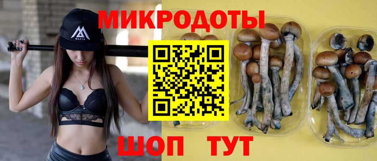 Псилоцибиновые грибы Psilocybine cubensis Пугачёв